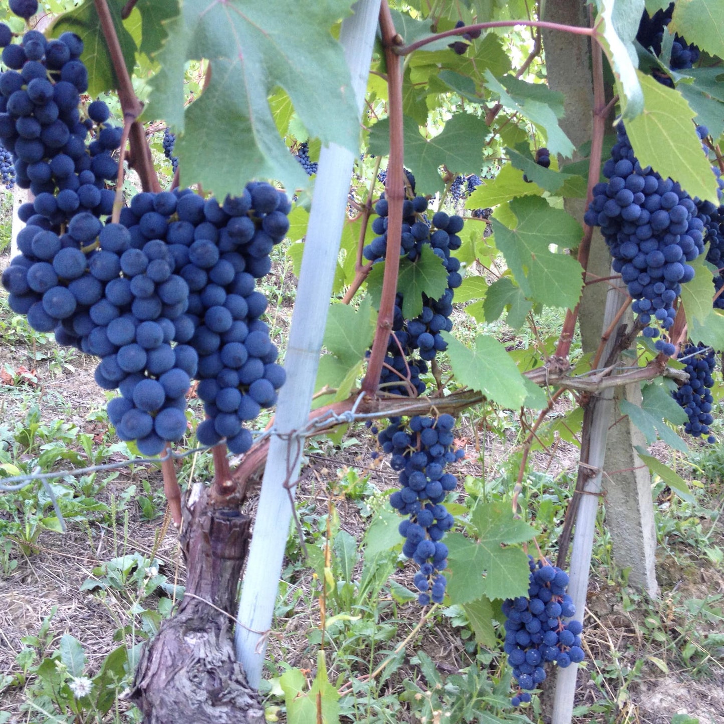 Cascina Bongiovanni Faletto Langhe Rosso