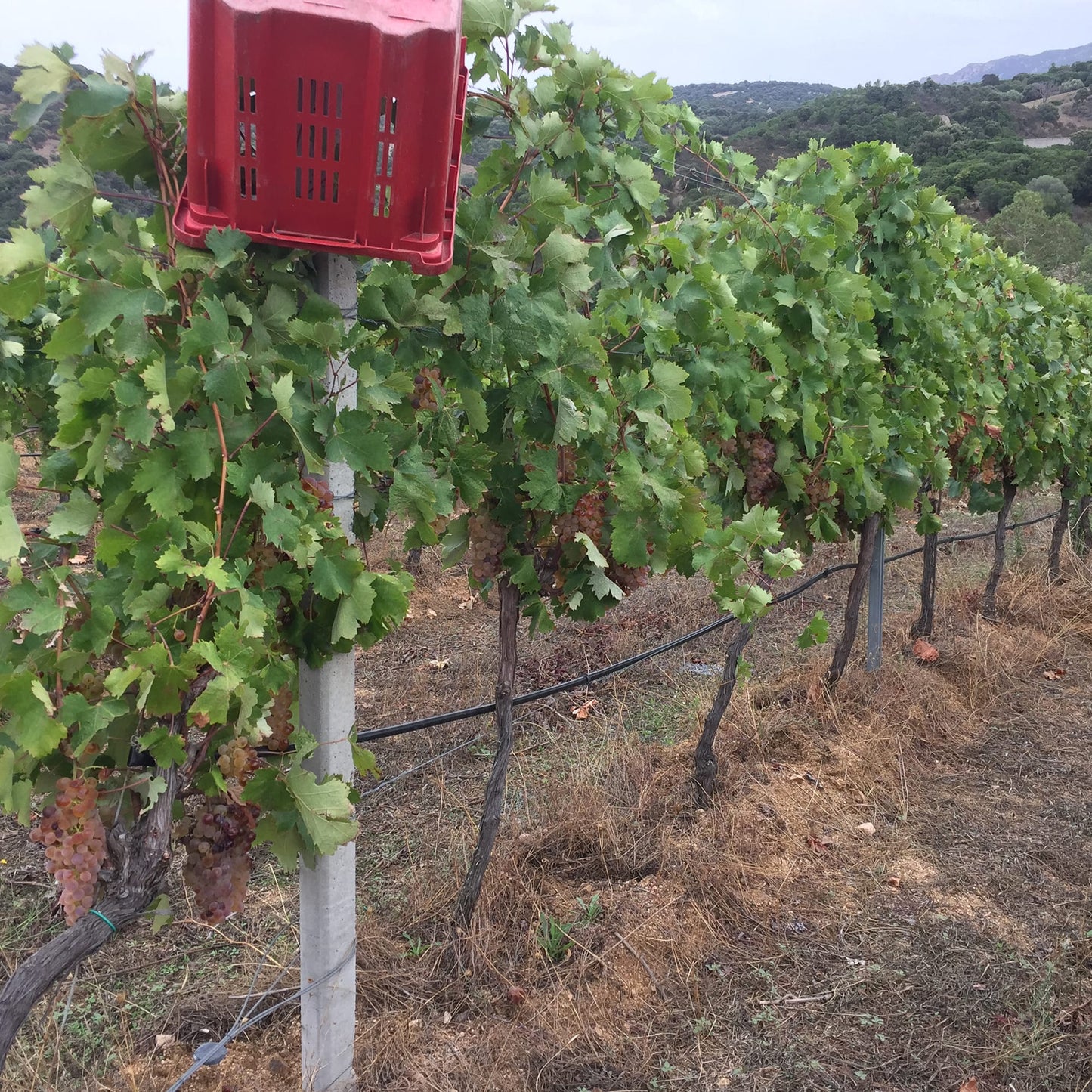 SA Vida Vinendi Vermentino di Gallura Superiore