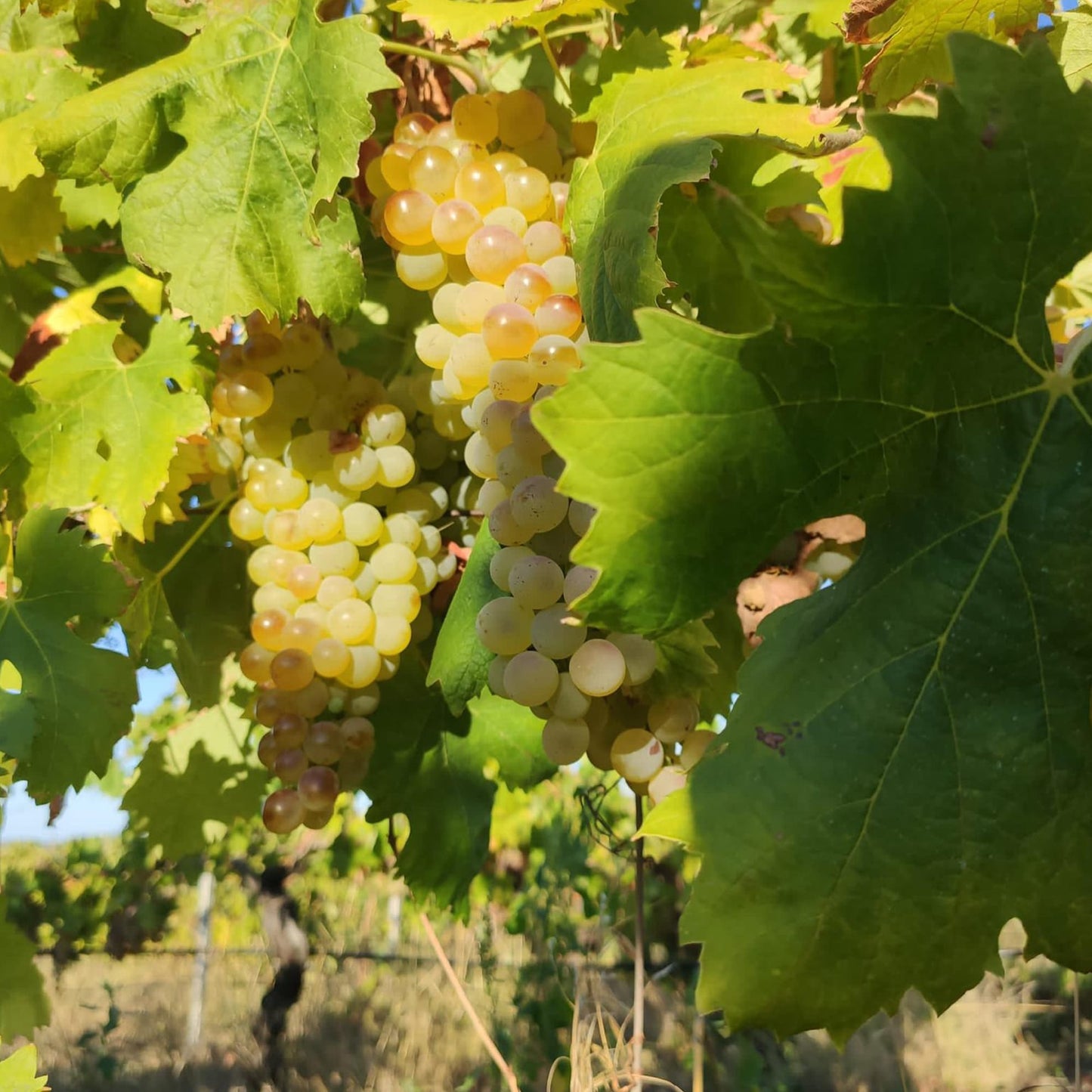 SA Vida Vinendi Vermentino di Gallura Superiore