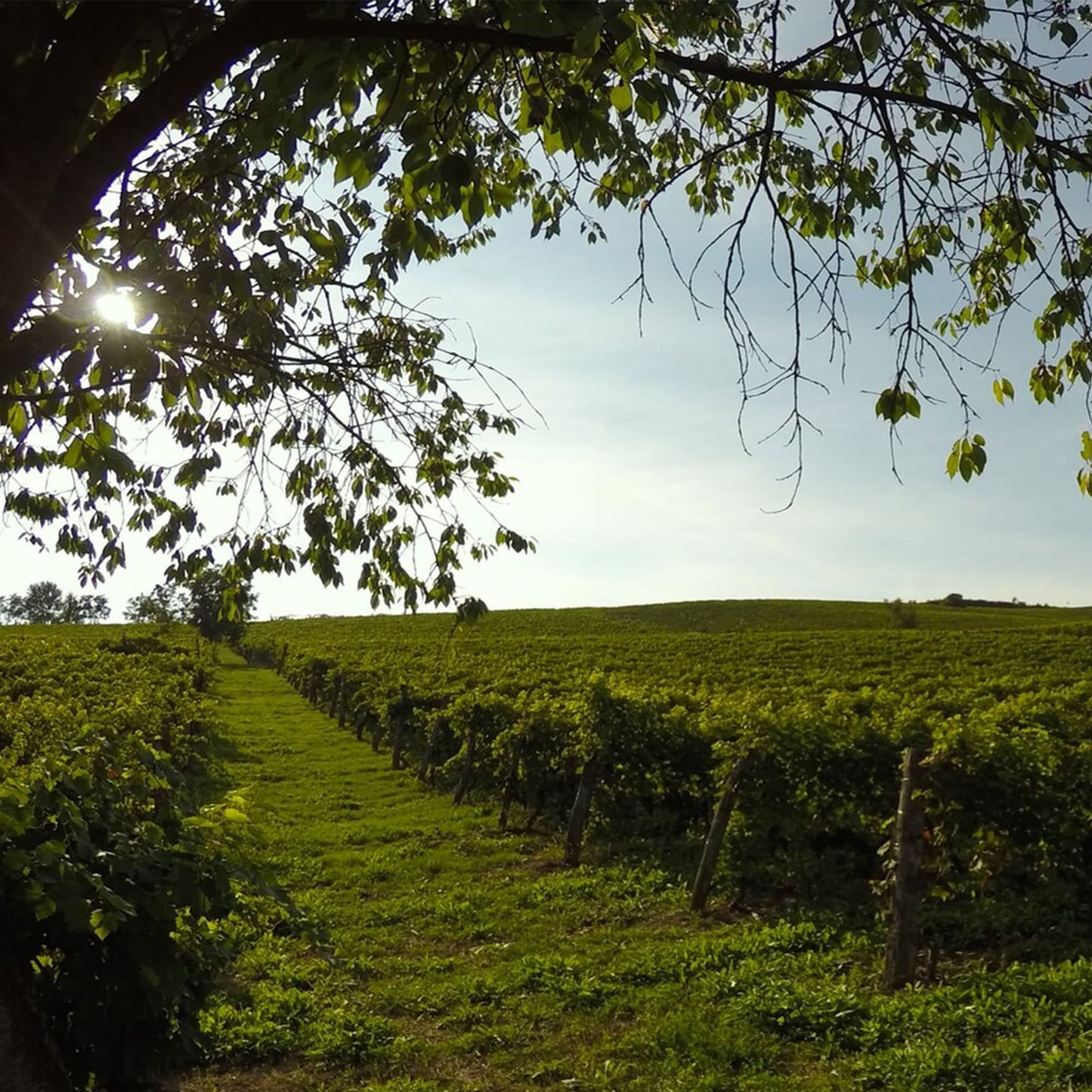 Xenio Ruchè di Castagnole Monferrato